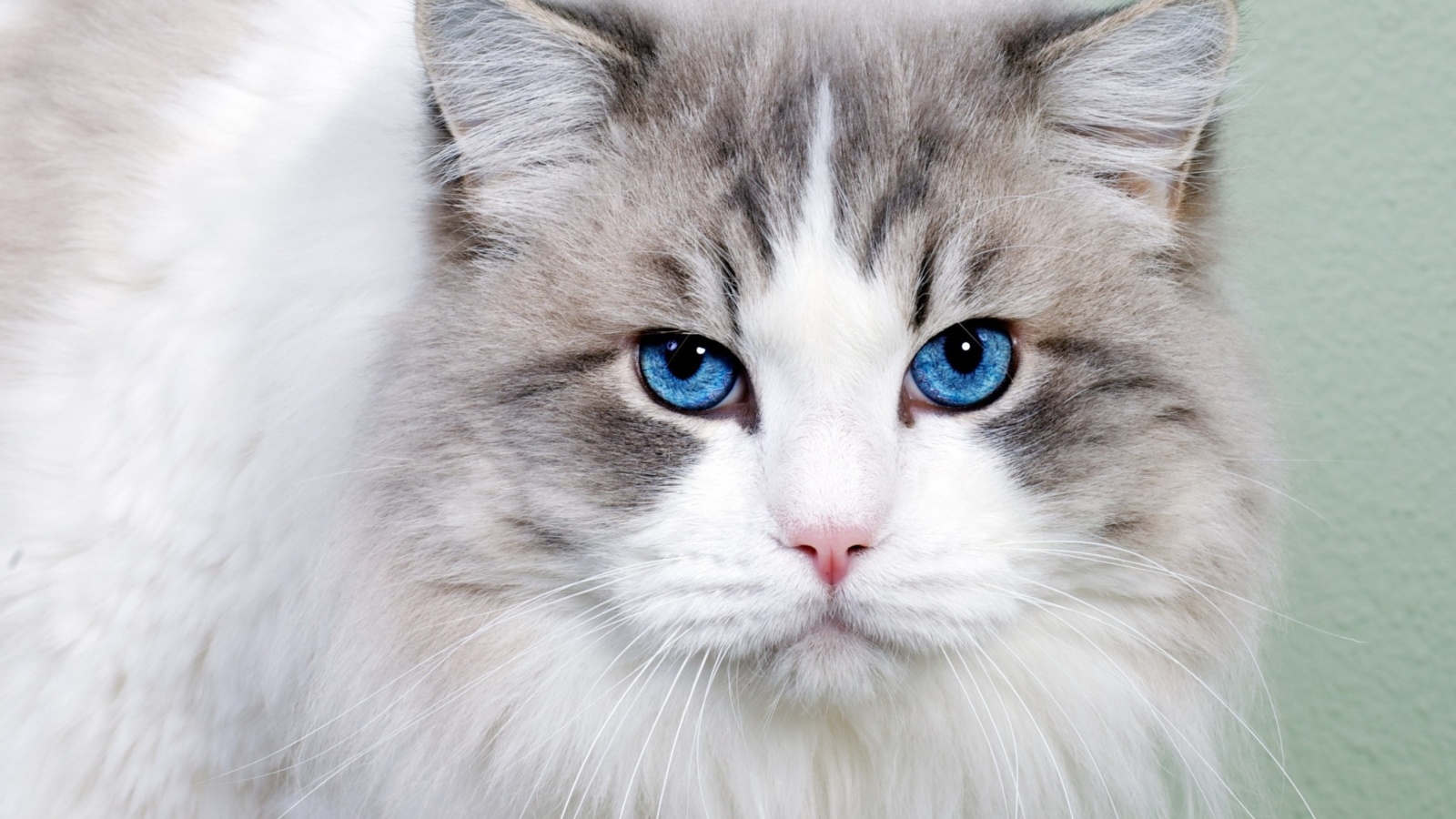 Fondo de pantalla Cat with Blue Eyes 1600x900