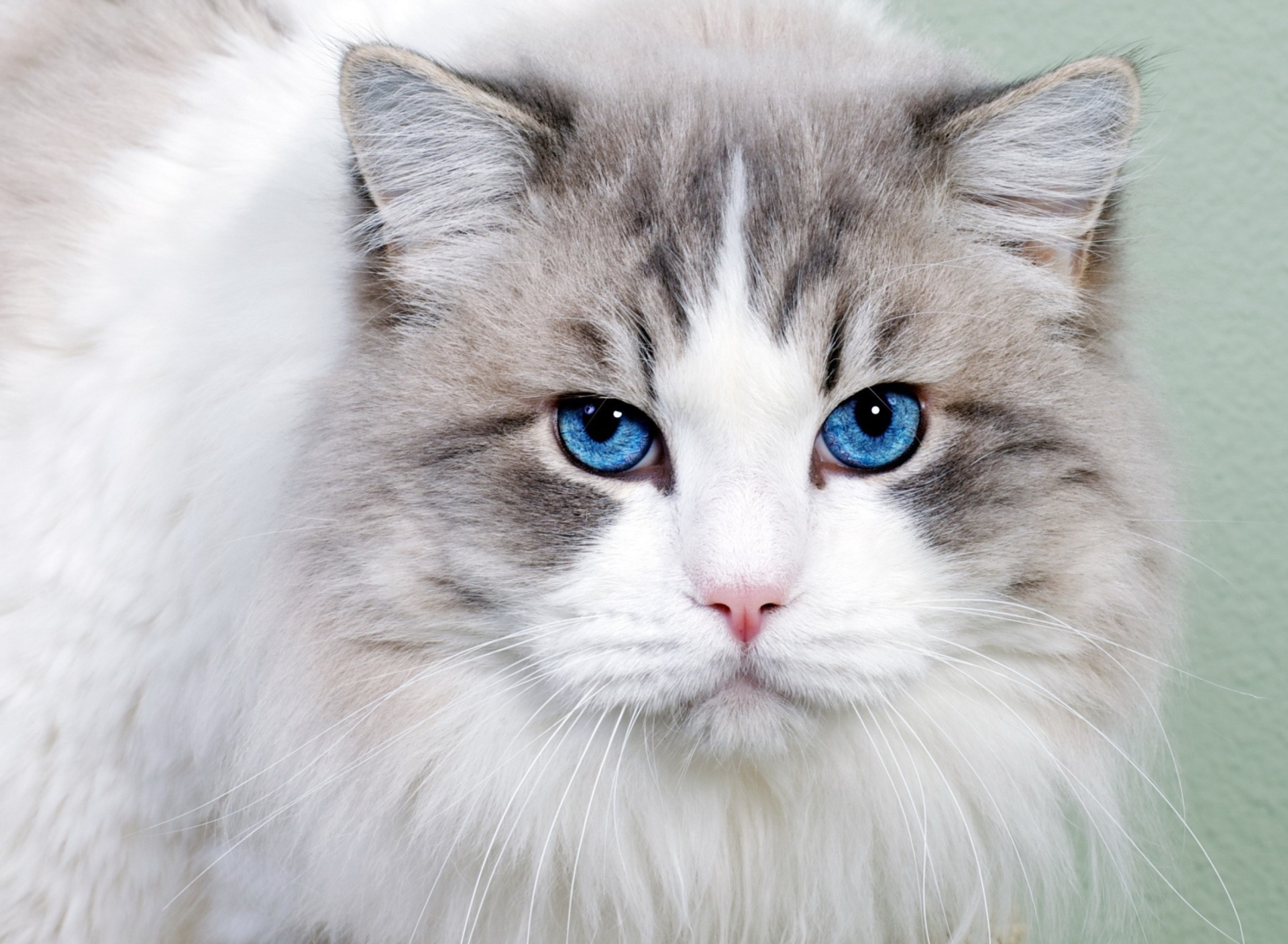 Sfondi Cat with Blue Eyes 1920x1408