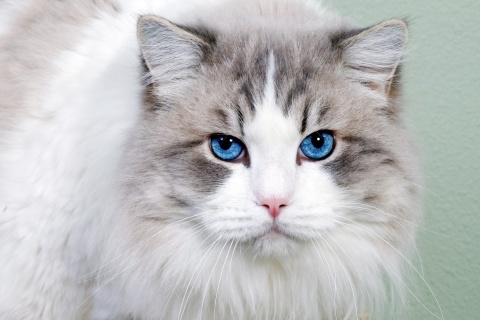 Cat with Blue Eyes wallpaper 480x320