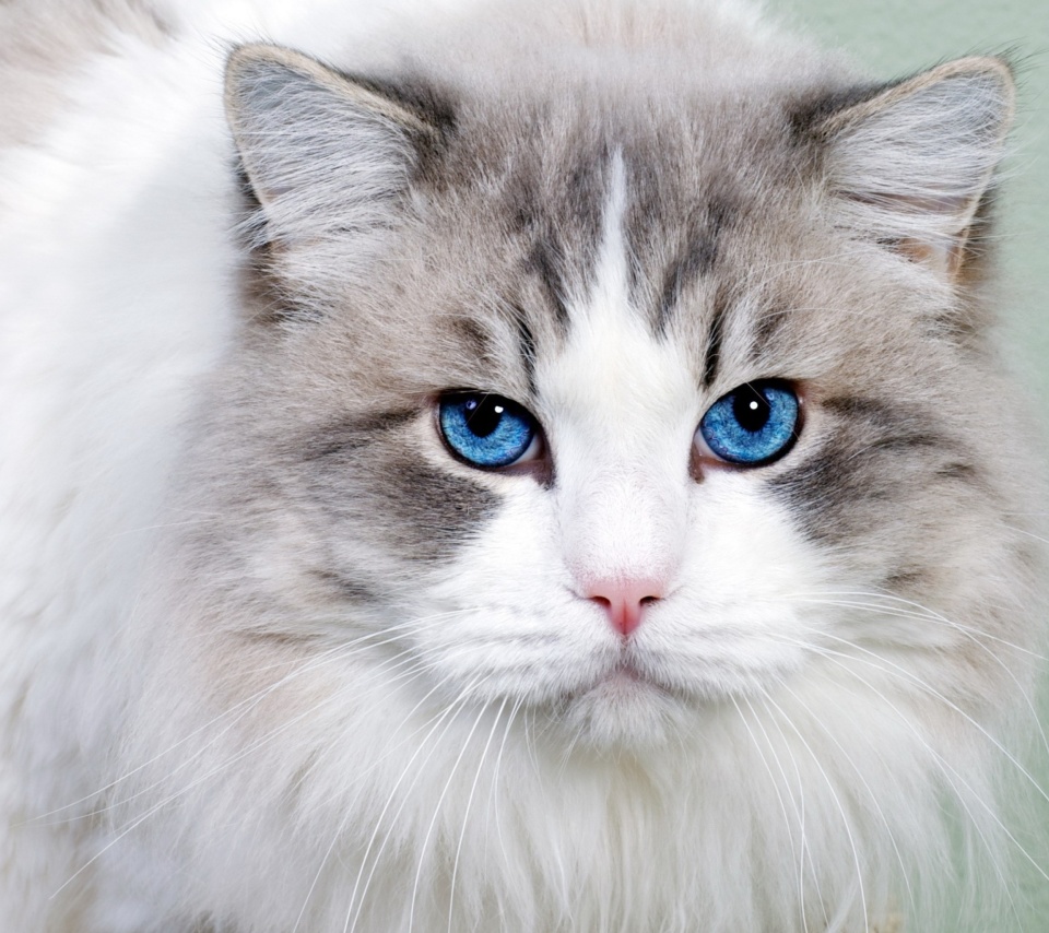 Cat with Blue Eyes wallpaper 960x854