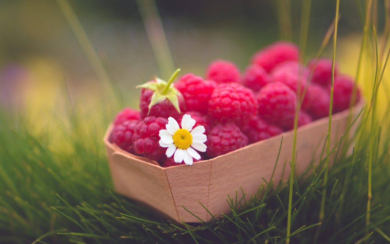 Raspberry Basket And Daisy screenshot #1 1280x800