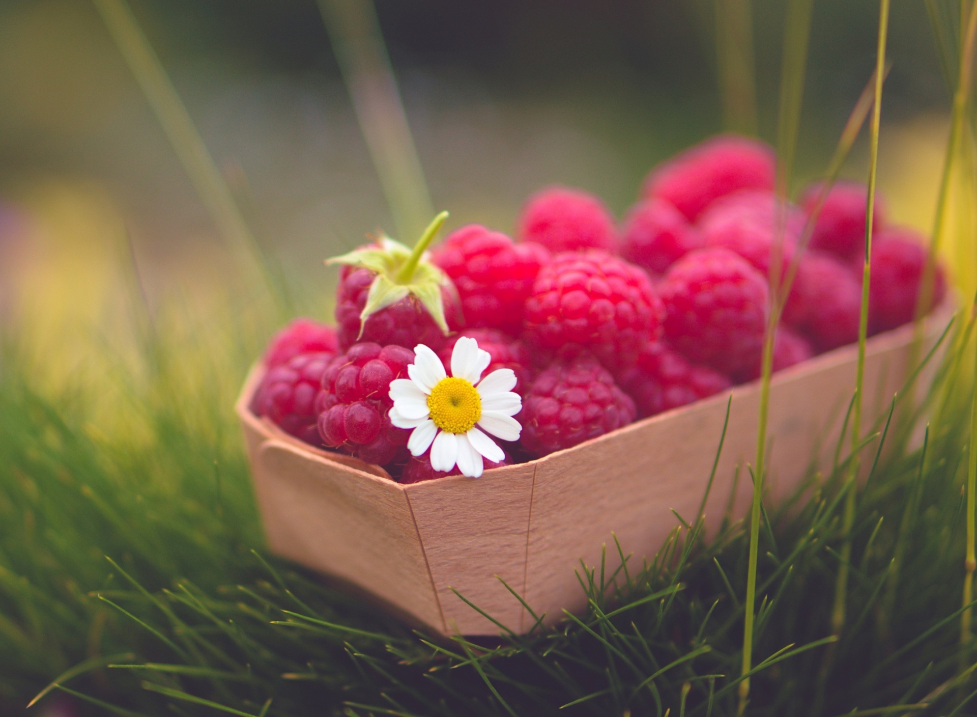 Sfondi Raspberry Basket And Daisy 1920x1408