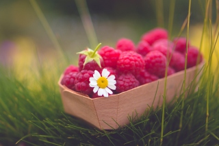 Raspberry Basket And Daisy Background for Android, iPhone and iPad