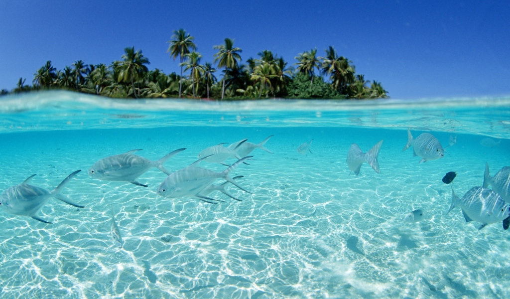 Fondo de pantalla Tropical Island And Fish In Blue Sea 1024x600