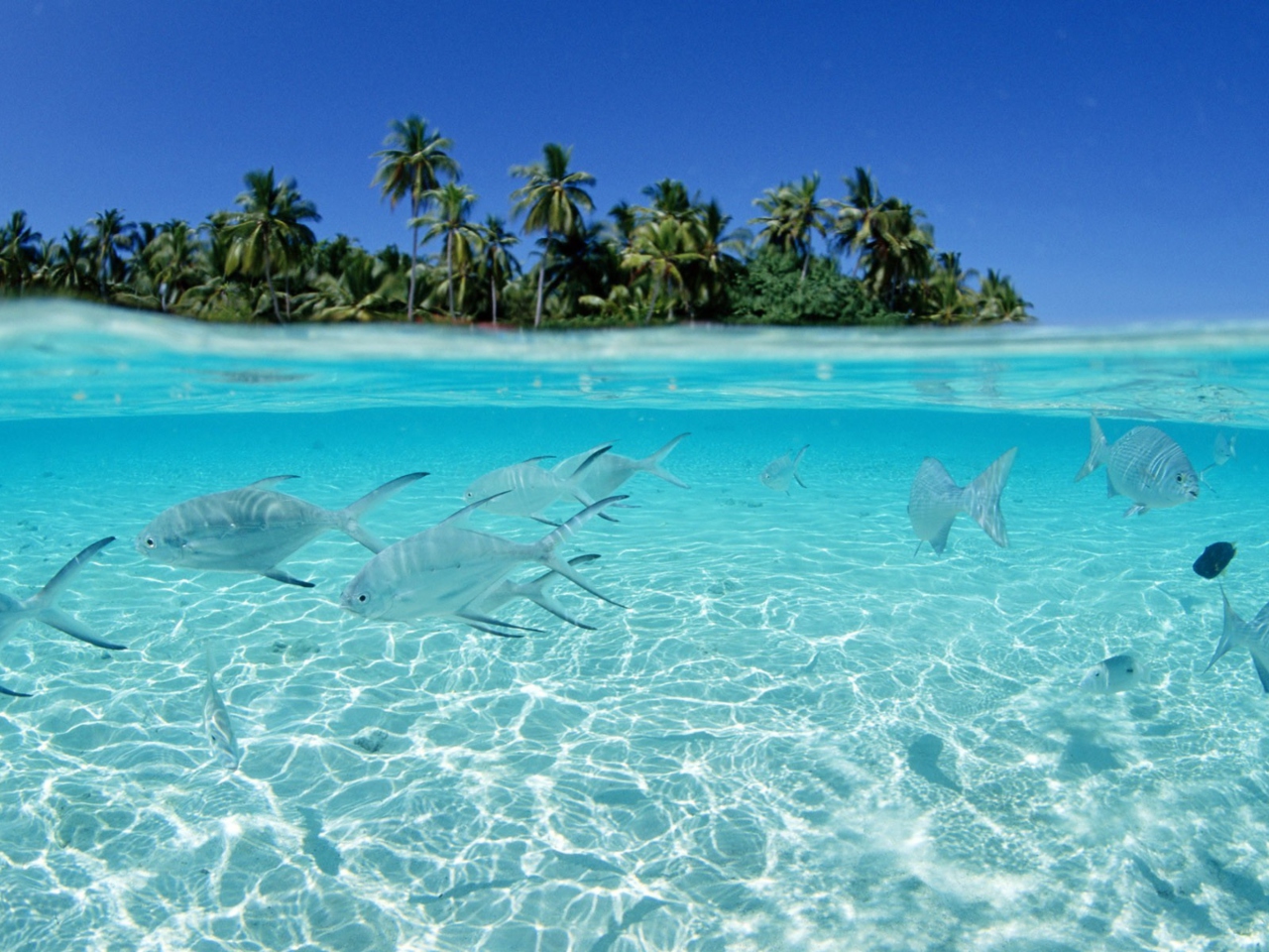 Das Tropical Island And Fish In Blue Sea Wallpaper 1280x960
