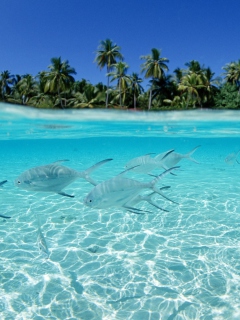 Fondo de pantalla Tropical Island And Fish In Blue Sea 240x320