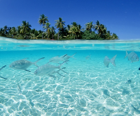 Sfondi Tropical Island And Fish In Blue Sea 480x400