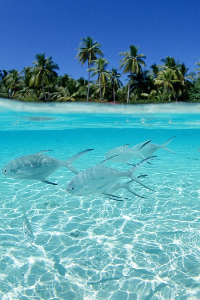 Fondo de pantalla Tropical Island And Fish In Blue Sea 640x960