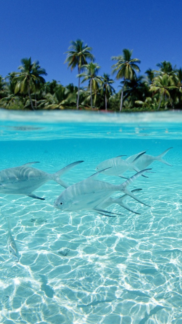 Screenshot №1 pro téma Tropical Island And Fish In Blue Sea 750x1334