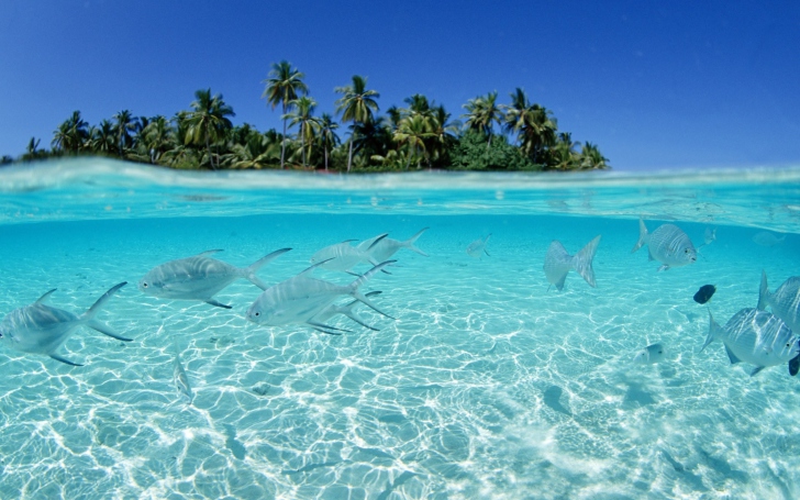 Das Tropical Island And Fish In Blue Sea Wallpaper