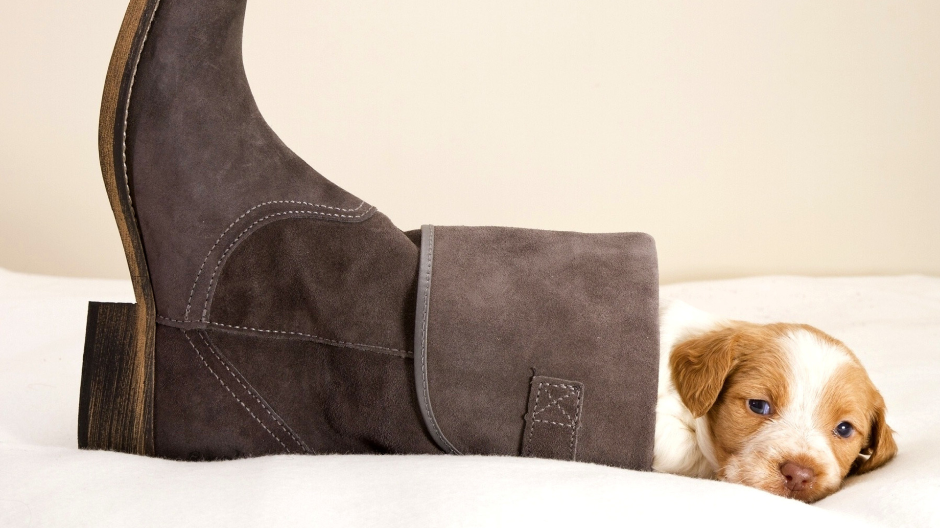 Обои Puppy in Boot 1920x1080