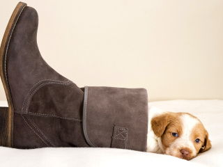 Обои Puppy in Boot 320x240