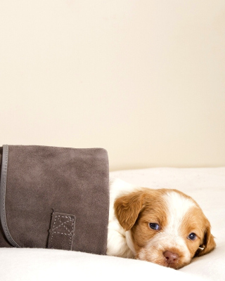 Kostenloses Puppy in Boot Wallpaper für Nokia Asha 300