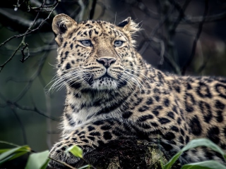 Wild Jaguar screenshot #1 320x240