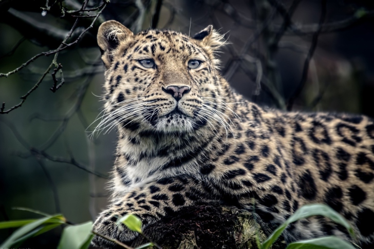 Wild Jaguar wallpaper