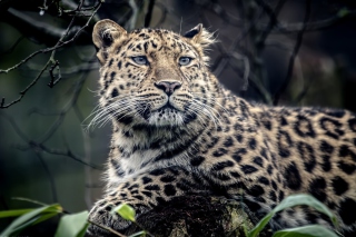 Wild Jaguar - Obrázkek zdarma pro 1024x600