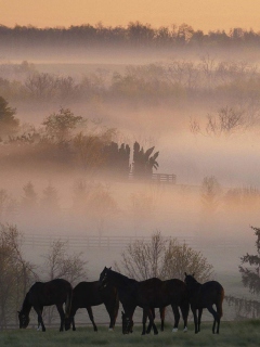 Horse Farm screenshot #1 240x320