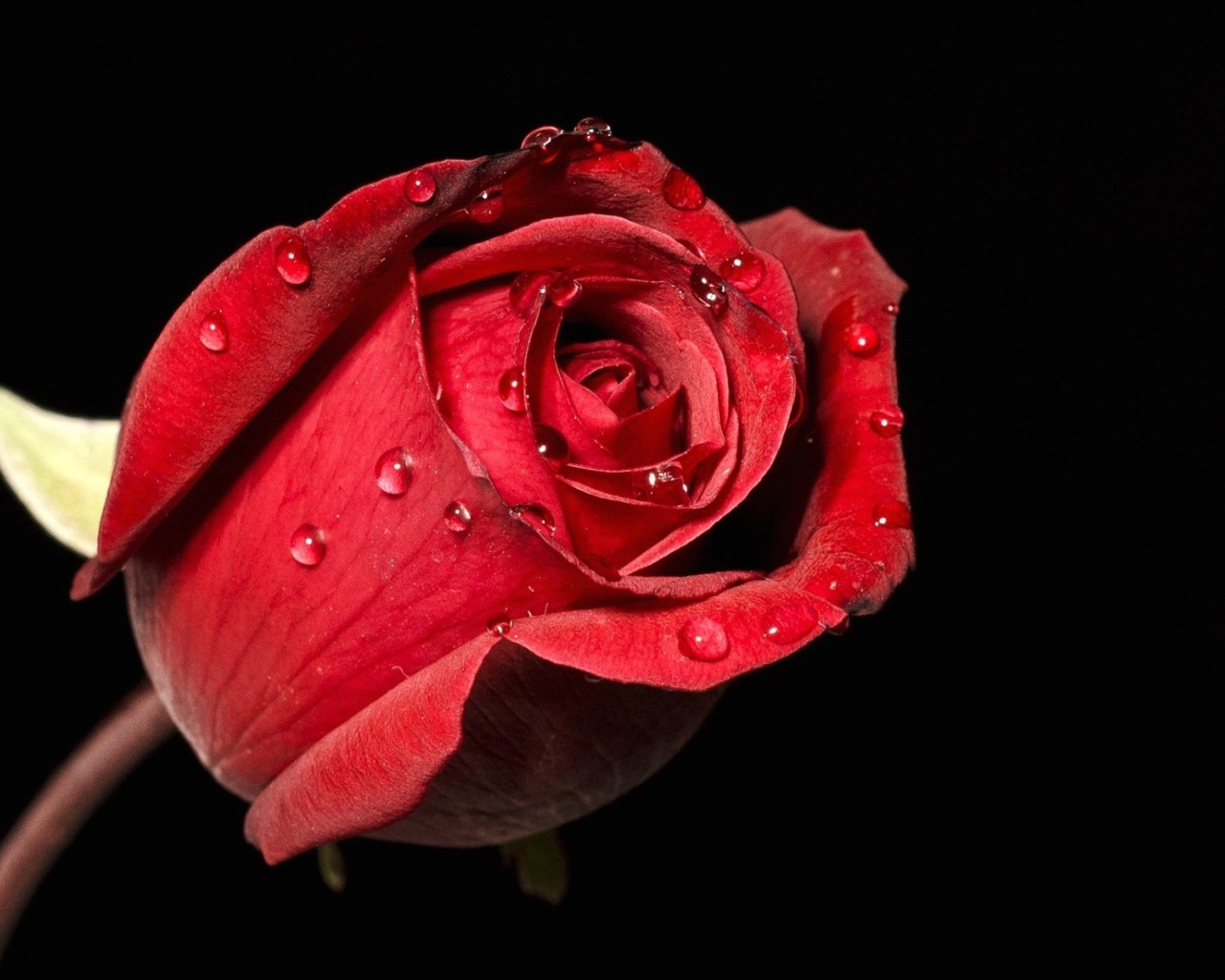 Обои Red rose bud 1280x1024