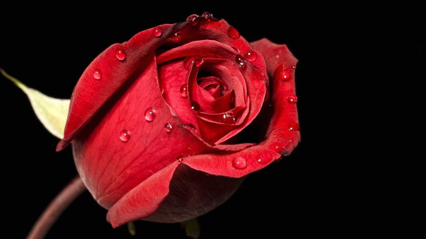 Обои Red rose bud 1366x768