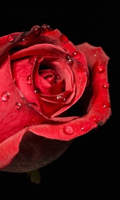 Fondo de pantalla Red rose bud 240x400