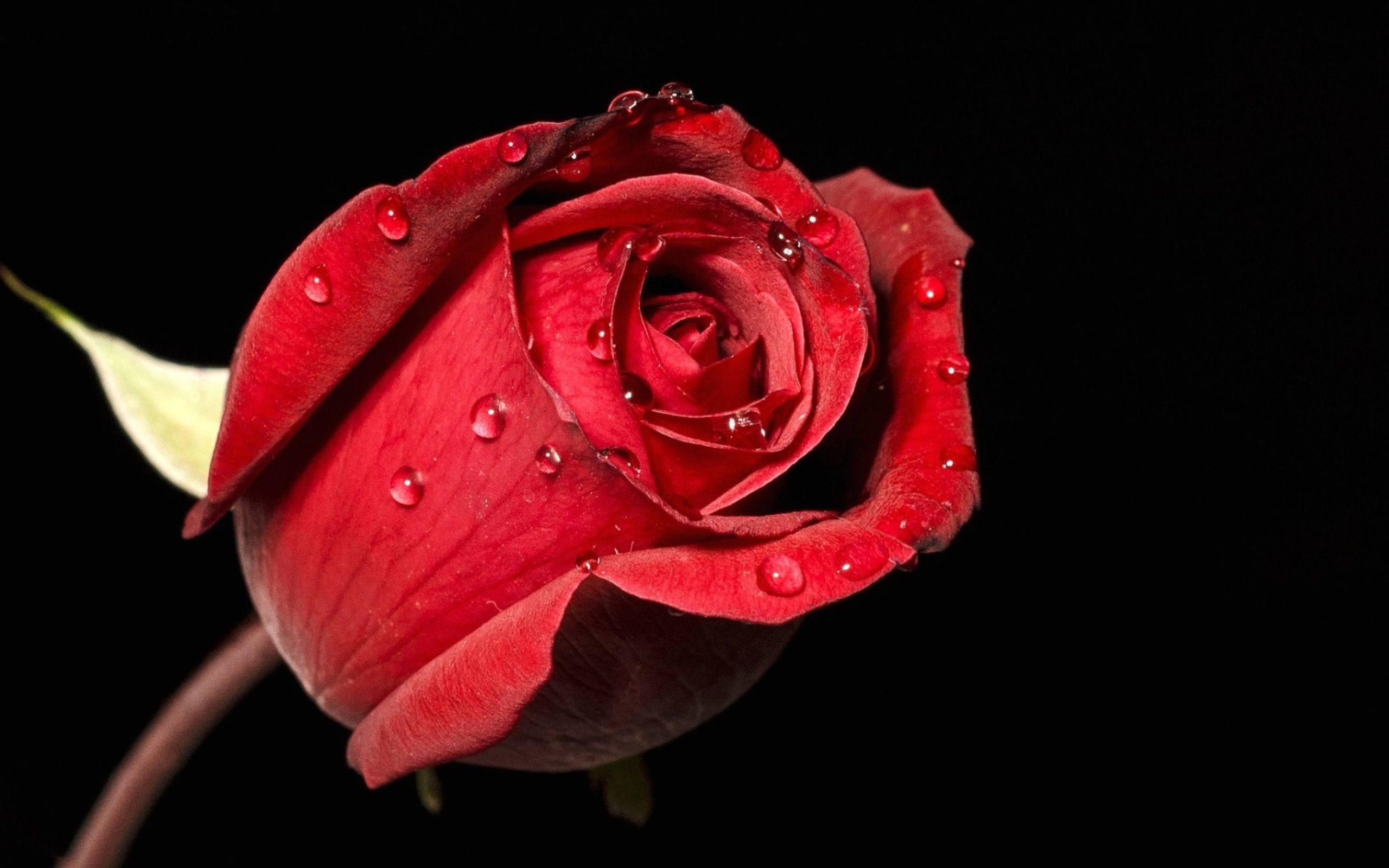 Sfondi Red rose bud 2560x1600