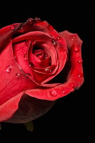 Red rose bud wallpaper 320x480