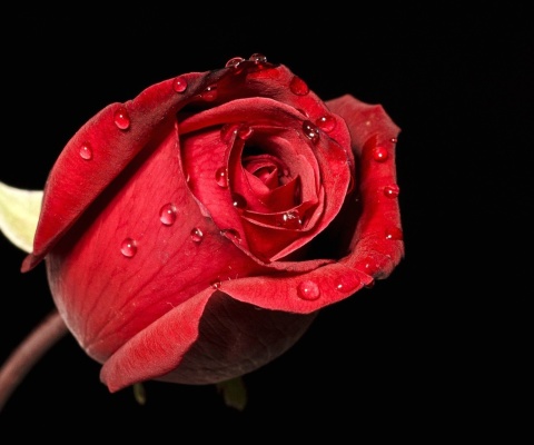 Обои Red rose bud 480x400