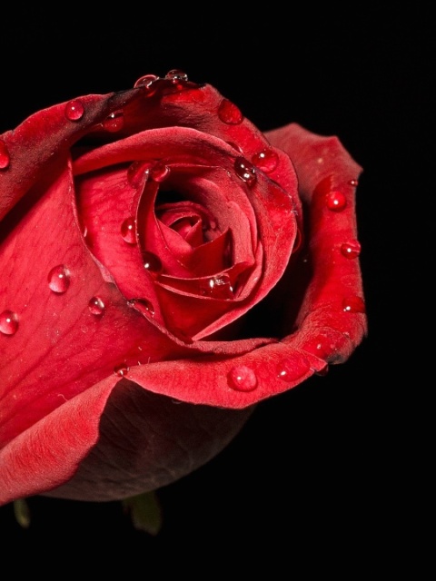 Red rose bud screenshot #1 480x640