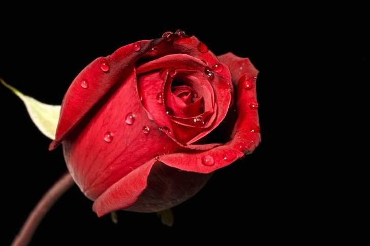 Обои Red rose bud