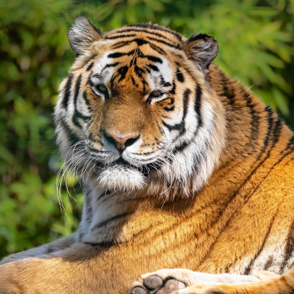 Обои Malay Tiger at the New York Zoo 1024x1024