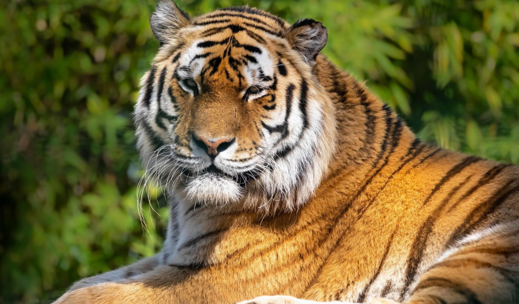 Обои Malay Tiger at the New York Zoo 1024x600