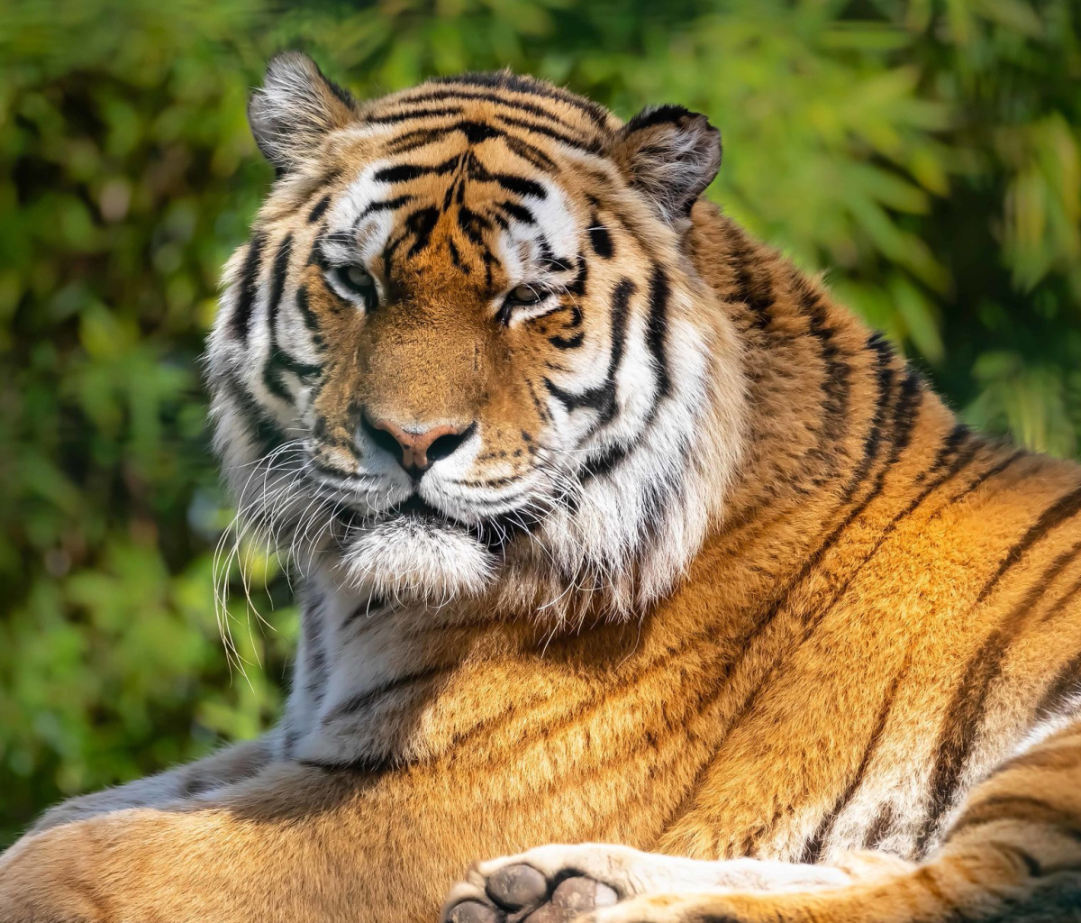 Обои Malay Tiger at the New York Zoo 1200x1024