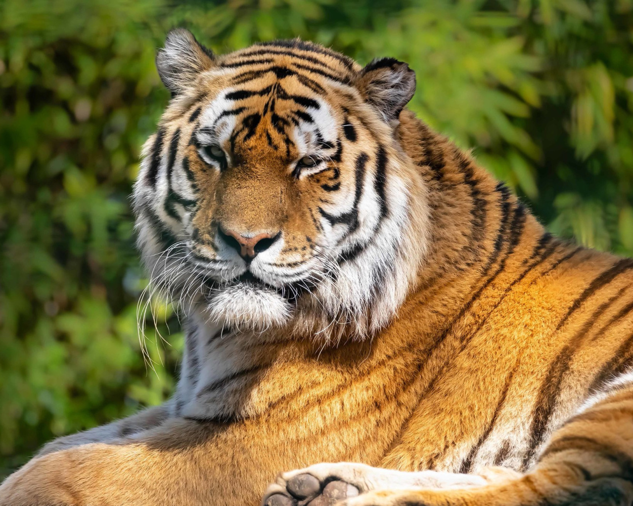 Malay Tiger at the New York Zoo wallpaper 1280x1024