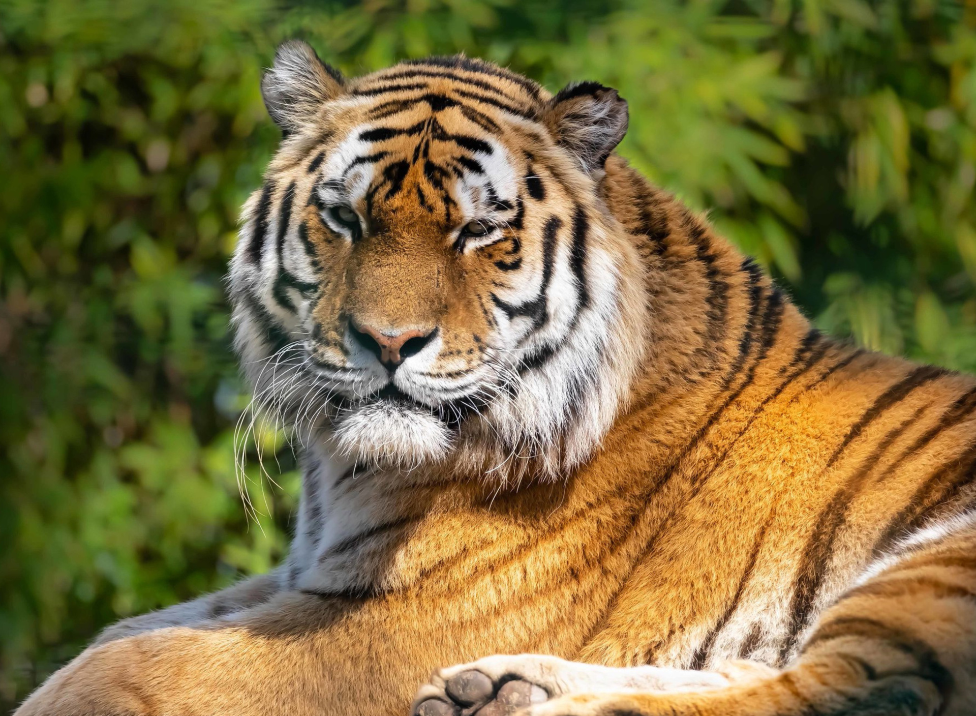 Fondo de pantalla Malay Tiger at the New York Zoo 1920x1408