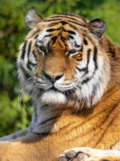 Malay Tiger at the New York Zoo wallpaper 240x320