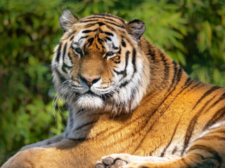 Das Malay Tiger at the New York Zoo Wallpaper 320x240