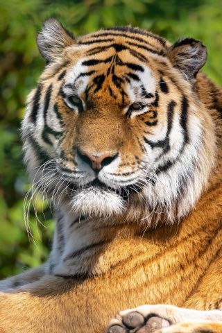 Das Malay Tiger at the New York Zoo Wallpaper 320x480