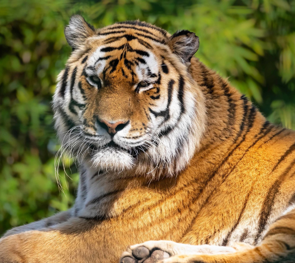 Malay Tiger at the New York Zoo wallpaper 960x854