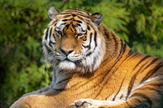 Malay Tiger at the New York Zoo Background for Android, iPhone and iPad