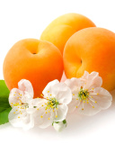 Sfondi Apricot Fruit 128x160