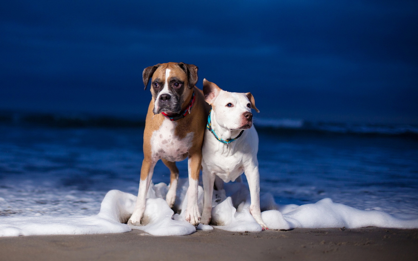 Das Dogs On Sea Coast Wallpaper 1440x900