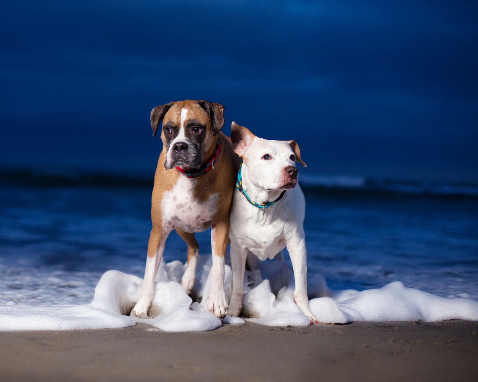 Screenshot №1 pro téma Dogs On Sea Coast 1600x1280