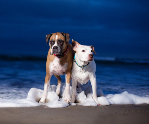 Screenshot №1 pro téma Dogs On Sea Coast 480x400