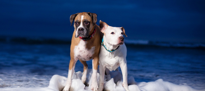 Fondo de pantalla Dogs On Sea Coast 720x320