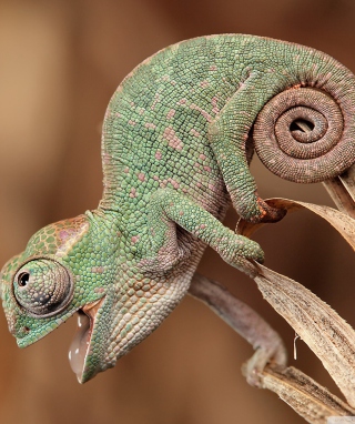 Chameleon Macro - Obrázkek zdarma pro 640x960