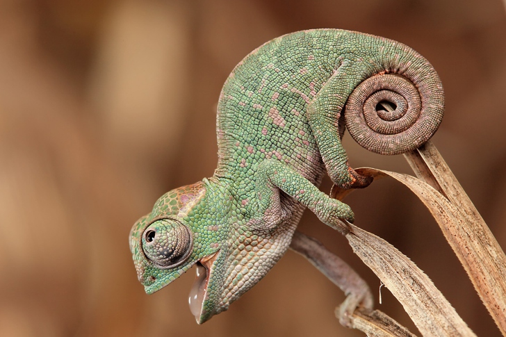 Обои Chameleon Macro
