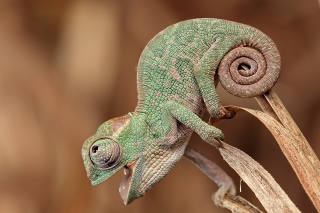 Chameleon Macro - Obrázkek zdarma 
