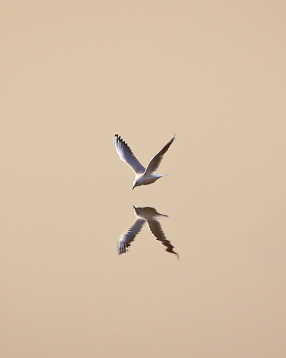 Seagull Reflection - Obrázkek zdarma pro 240x320