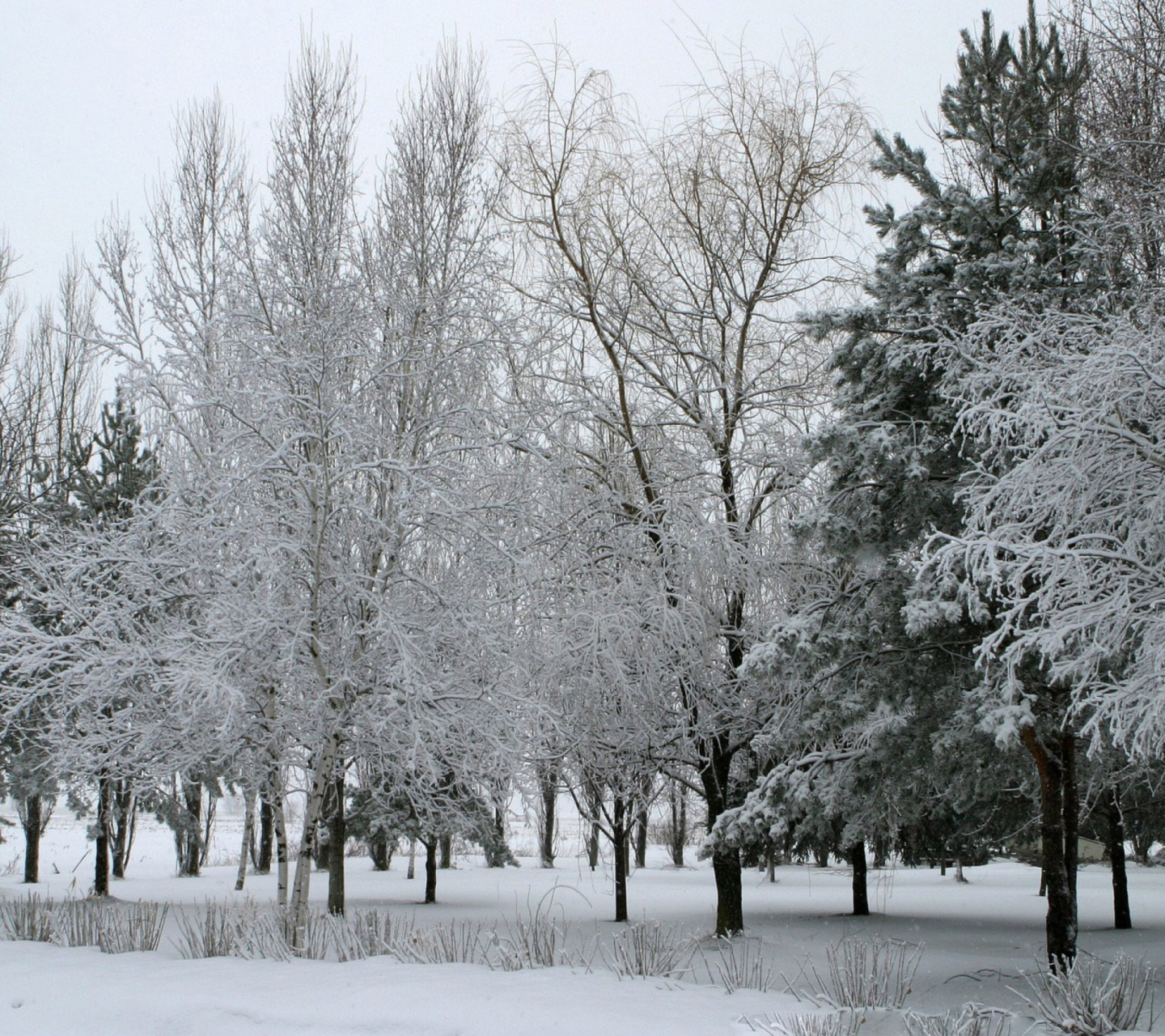 Обои Winter Forest 1440x1280