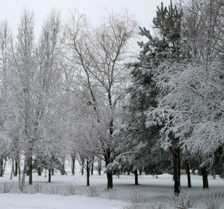 Winter Forest - Obrázkek zdarma pro 208x208
